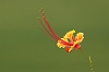 J01_1914 Bishan Park flower